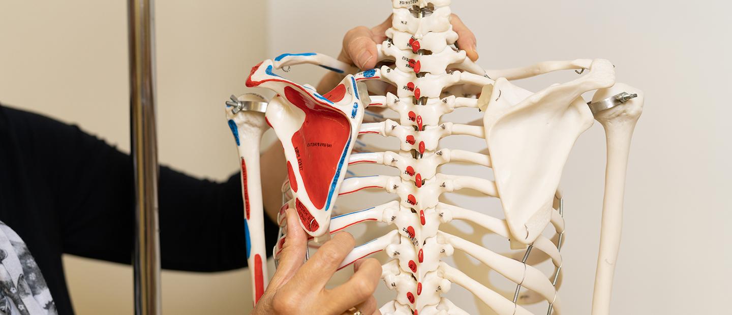 A person holding a model skeleton of a human torso with blue and red markings.